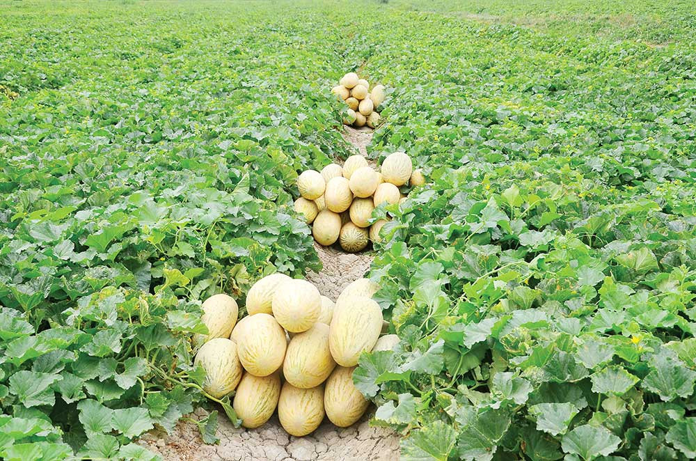 Türkmenistan garpyzyň we gawunyň eksportynyň mukdaryny artdyrdy