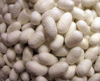 Ýüpek gurçugyny idetmek işleri gyzgalaňly dowam edýär.