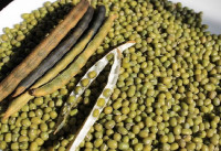 Lebapda mäş we noýba hasylyny ýygnamak möwsümi dowam edýär