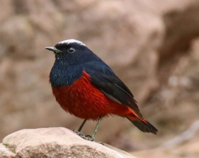 Köýtendagda guşuň täze görnüşi peýda boldy