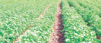 Her gektardan 35 sentner «ak altyn» almagy meýilleşdirýär