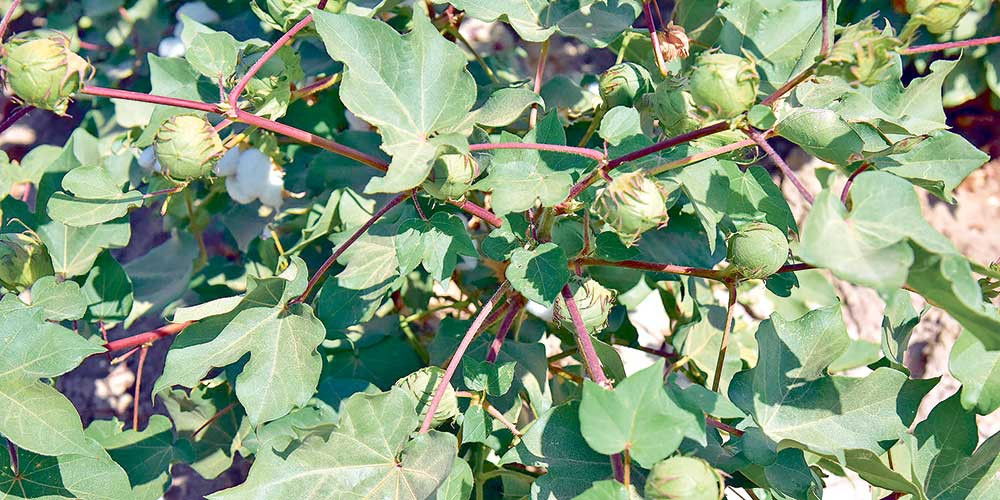 Welaýatymyzda pagta açylyp başlady