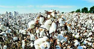 Möwsüm talabalaýyk alnyp barylýar