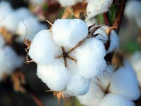 Pagta biziň baýlygymyzdyr!