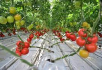 Halaçly daýhan her gektardan 50 tonna çenli pomidor almagy meýilleşdirýär